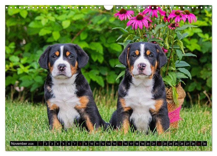 Produktbild: Ein Hund zum Verlieben - Gro&szlig;er Schweizer Sennenhund (Wandkalender 2026 DIN A3 quer), CALVENDO Monatskalender