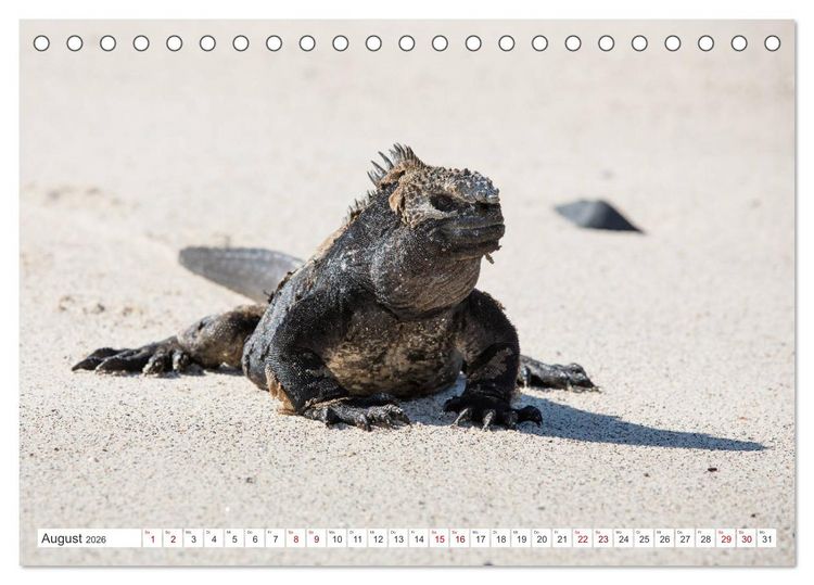 Produktbild: Galapagos-Inseln - Ein Paradies f&uuml;r Tiere (Tischkalender 2026 DIN A5 quer), CALVENDO Monatskalender