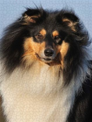Produktbild: CALVENDO Puzzle Collies - Portr&auml;t eines R&uuml;den | 1000 Teile Lege-Gr&ouml;&szlig;e 64x48cm Foto-Puzzle f&uuml;r gl&uuml;ckliche Stunden