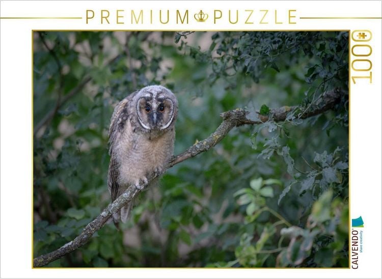 Produktbild: CALVENDO Puzzle Waldohreule, &Auml;stling | 1000 Teile Lege-Gr&ouml;&szlig;e 64x48cm Foto-Puzzle f&uuml;r gl&uuml;ckliche Stunden