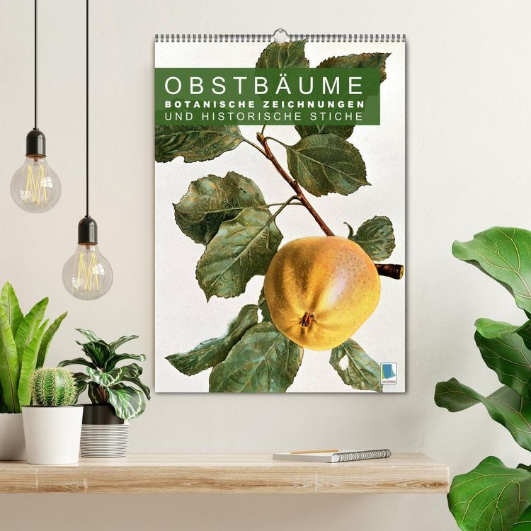 Produktbild: Obstb&auml;ume: Botanische Zeichnungen und historische Stiche (Wandkalender 2026 DIN A2 hoch), CALVENDO Monatskalender