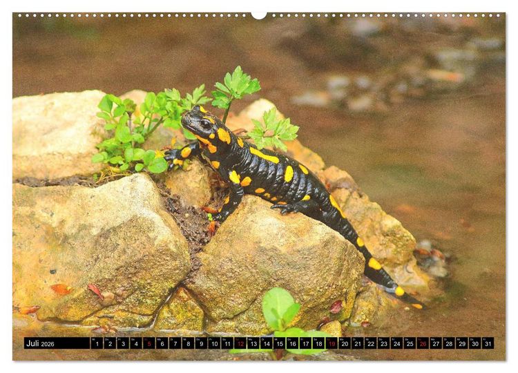 Produktbild: Im Revier der Salamander (hochwertiger Premium Wandkalender 2026 DIN A2 quer), Kunstdruck in Hochglanz