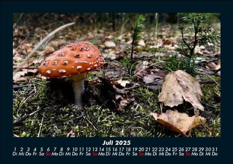 Produktbild: Pilzkalender 2025 Fotokalender DIN A5