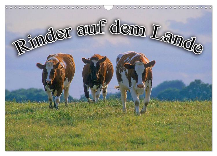 Produktbild: Rinder auf dem Lande (Wandkalender 2026 DIN A3 quer), CALVENDO Monatskalender