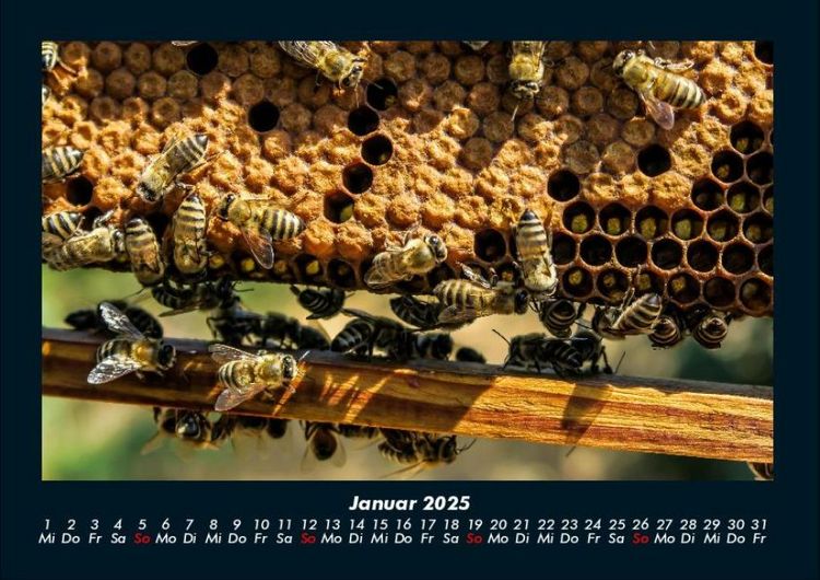 Produktbild: Bienen 2025 Fotokalender DIN A4