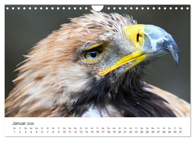 Produktbild: GREIFVOGEL- UND EULENPORTR&Auml;TS (Wandkalender 2026 DIN A4 quer), CALVENDO Monatskalender