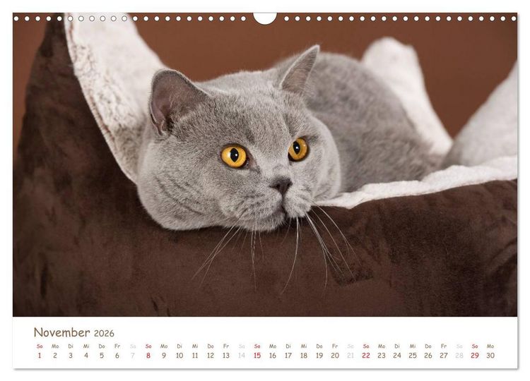 Produktbild: Die Britisch Kurzhaar (Wandkalender 2026 DIN A3 quer), CALVENDO Monatskalender
