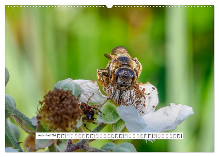 Produktbild: La vie de nos prairies - Les gu&ecirc;pes et les abeilles (Calendrier mural 2026 DIN A2 vertical) calendrier de bureau