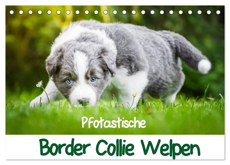Produktbild: Pfotastische Border Collie Welpen (Tischkalender 2026 DIN A5 quer), CALVENDO Monatskalender