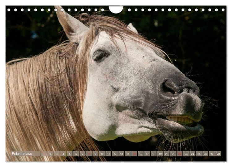 Produktbild: Das Lachen der Pferde - Lustige Gesichter (Wandkalender 2026 DIN A4 quer), CALVENDO Monatskalender