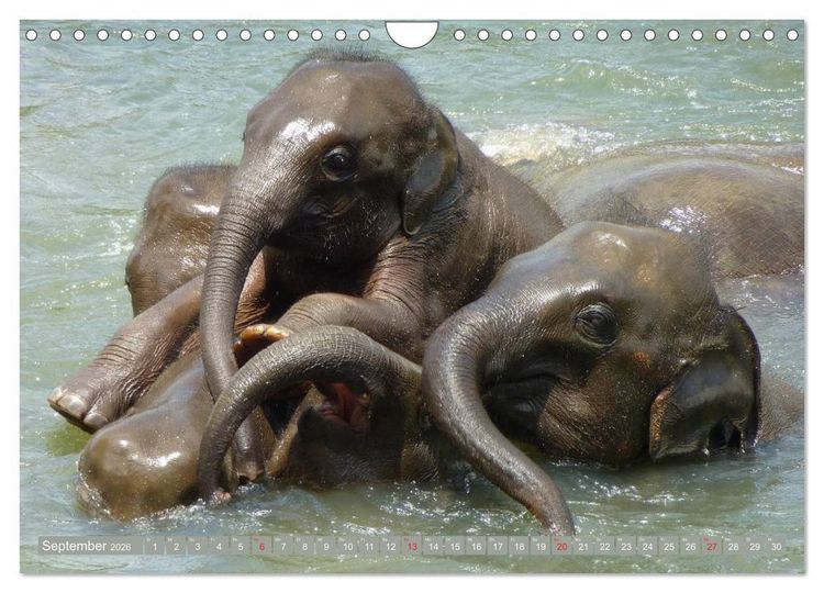 Produktbild: Asiatische und afrikanische Elefanten (Wandkalender 2026 DIN A4 quer), CALVENDO Monatskalender