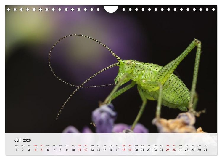 Produktbild: Verborgene Wunder (Wandkalender 2026 DIN A4 quer), CALVENDO Monatskalender