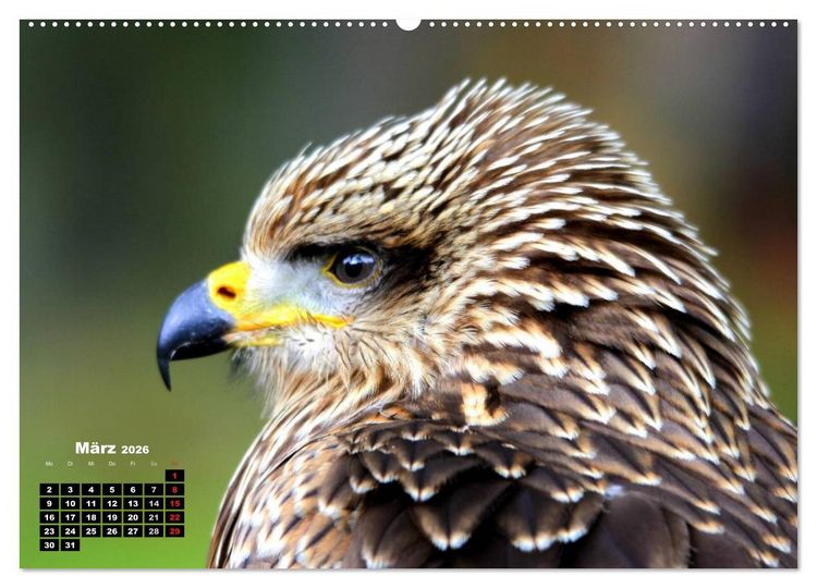 Produktbild: Greifv&ouml;gel, Eulen und K&auml;uze (hochwertiger Premium Wandkalender 2026 DIN A2 quer), Kunstdruck in Hochglanz