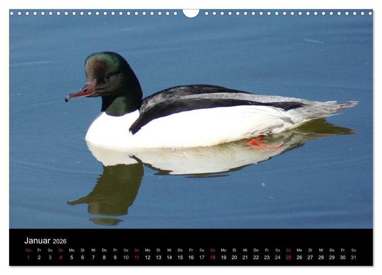 Produktbild: Das Leben der Enten (Wandkalender 2026 DIN A3 quer), CALVENDO Monatskalender
