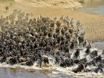 Produktbild: CALVENDO Puzzle Die grosse Wanderung in der Masai Mara....Gnus und Zebras | 1000 Teile Lege-Gr&ouml;&szlig;e 64x48cm Foto-Puzzle f&uuml;r gl&uuml;ckliche Stunden