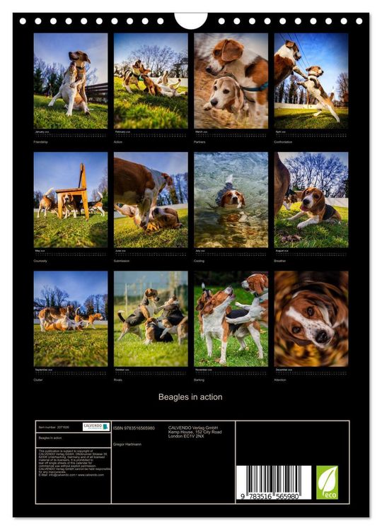 Produktbild: Beagles in action (Wall Calendar 2026 DIN A4 portrait), CALVENDO 12 Month Wall Calendar