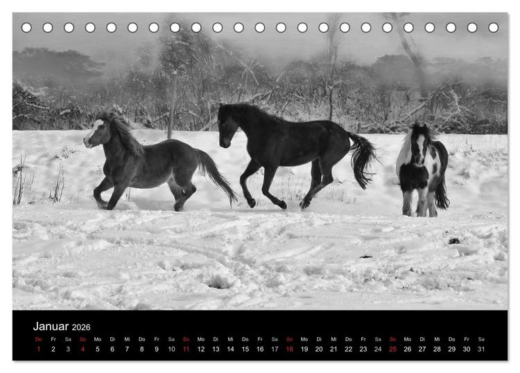 Produktbild: Pferde 2026 Wild Thing (Tischkalender 2026 DIN A5 quer), CALVENDO Monatskalender