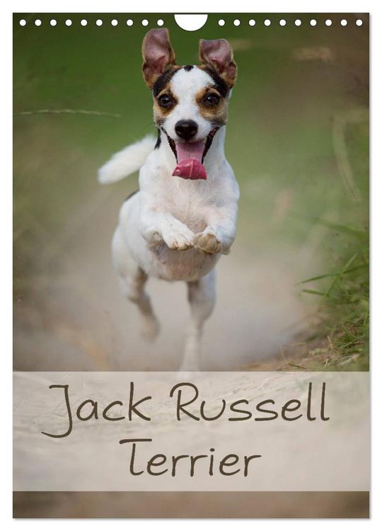 Produktbild: Jack Russell Terrier (Wandkalender 2026 DIN A4 hoch), CALVENDO Monatskalender