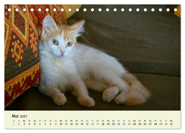 Produktbild: MarokkoCats (Tischkalender 2027 DIN A5 quer), CALVENDO Monatskalender