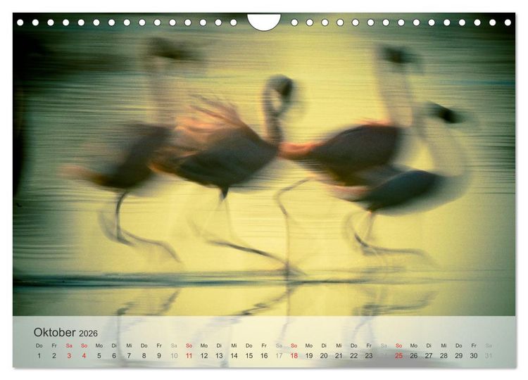 Produktbild: Flamingo Impressionen 2026 (Wandkalender 2026 DIN A4 quer), CALVENDO Monatskalender