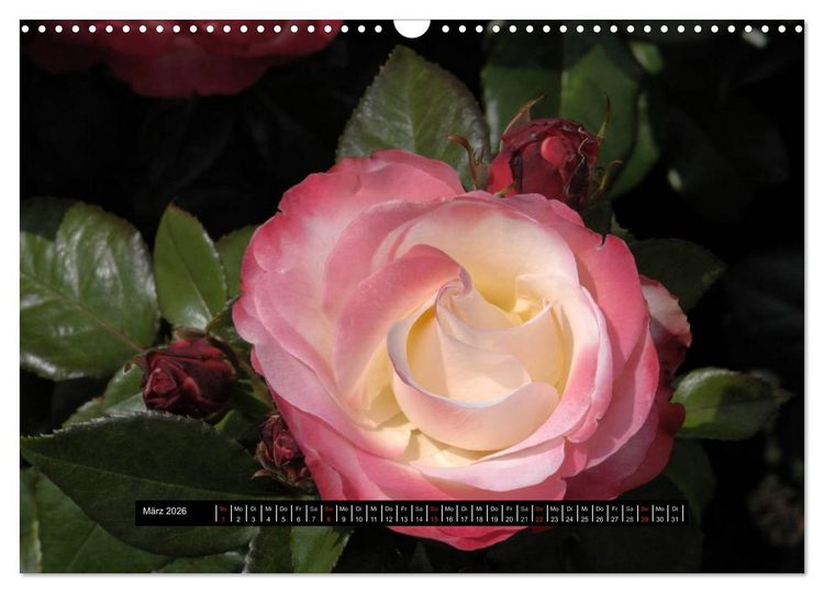 Produktbild: Rosen - Parade (Wandkalender 2026 DIN A3 quer), CALVENDO Monatskalender