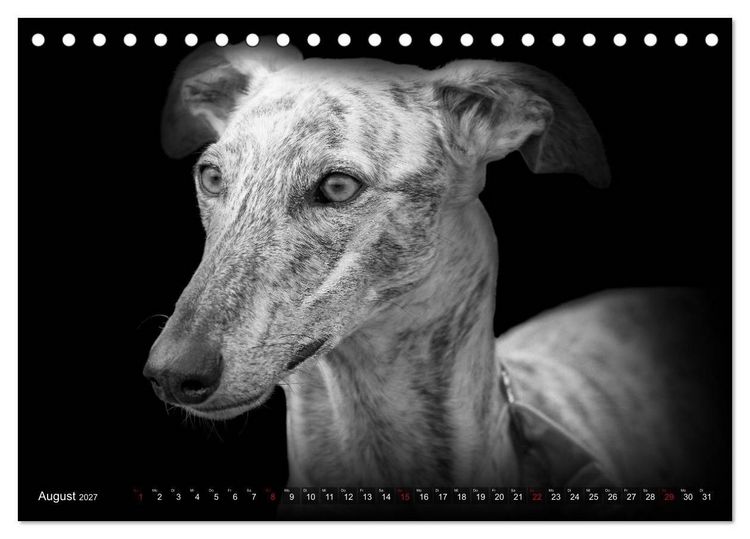 Produktbild: Galgo Espa&ntilde;ol - der spanische Windhund 2027 (Tischkalender 2027 DIN A5 quer), CALVENDO Monatskalender