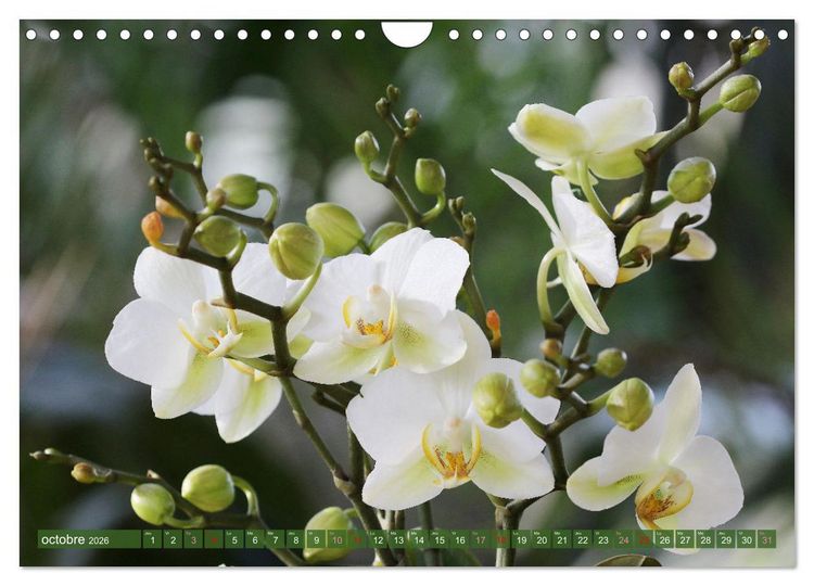 Produktbild: Orchid&eacute;es merveilleuses (Calendrier mural 2026 DIN A4 vertical), CALVENDO calendrier mensuel