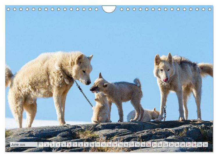 Produktbild: Greenland Dog - The Sled Dogs of Northern Greenland (Wall Calendar 2026 DIN A4 landscape), CALVENDO 12 Month Wall Calendar