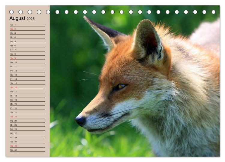 Produktbild: Der Fuchs. Bezaubernder Geselle (Tischkalender 2026 DIN A5 quer), CALVENDO Monatskalender