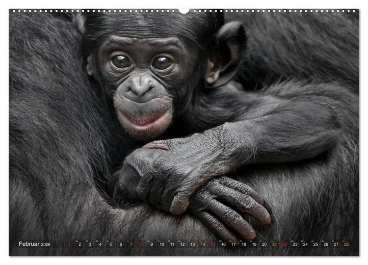 Produktbild: MENSCHENAFFENKINDER 2 (Wandkalender 2026 DIN A2 quer), CALVENDO Monatskalender