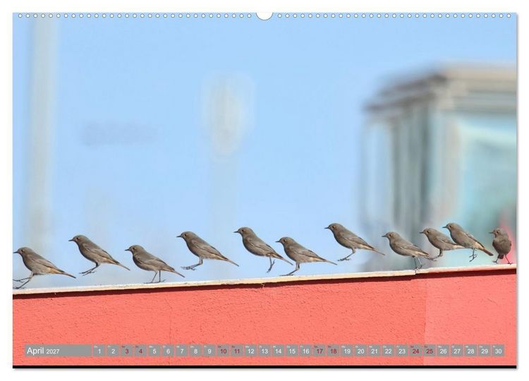Produktbild: V&ouml;gel im Fluge - Ocells en vol (Wandkalender 2027 DIN A2 quer), CALVENDO Monatskalender