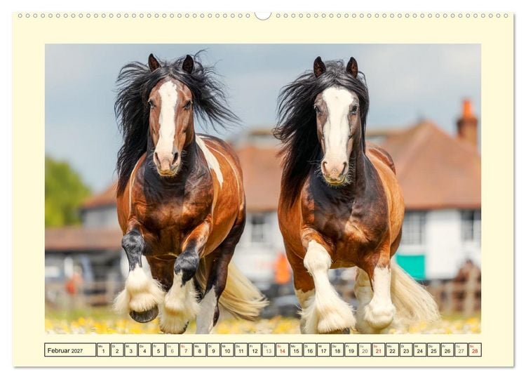 Produktbild: Shire Horse Momente. Masse und Kraft in Bewegung (Wandkalender 2027 DIN A2 quer), CALVENDO Monatskalender