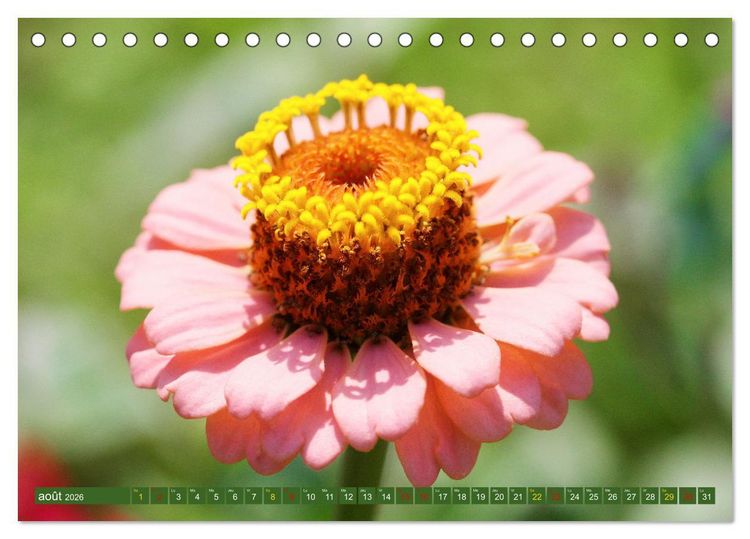 Produktbild: La beaut&eacute; des fleurs (Calendrier de bureau 2026 DIN A5 vertical), CALVENDO calendrier mensuel