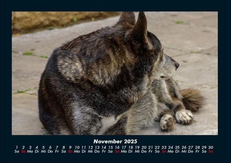 Produktbild: Der Hundekalender 2025 Fotokalender DIN A4