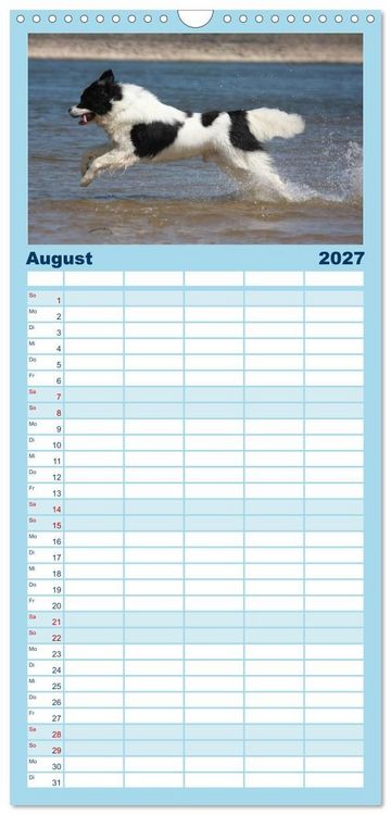 Produktbild: Familienplaner 2027 - Landseer - Das Wasser ist ihr Element mit 5 Spalten (Wandkalender, 21 x 45 cm) CALVENDO