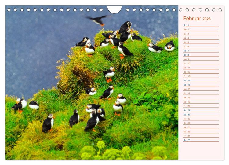 Produktbild: Papageitaucher auf Island (Wandkalender 2026 DIN A4 quer), CALVENDO Monatskalender