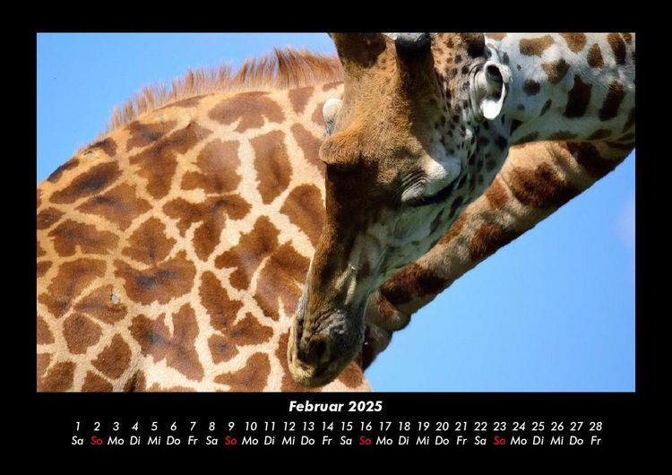 Produktbild: Giraffen 2025 Fotokalender DIN A3