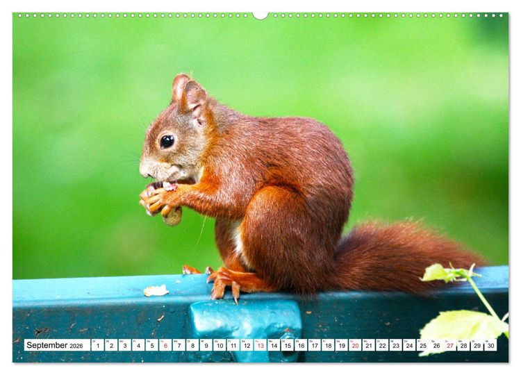 Produktbild: Eichh&ouml;rnchen in freier Natur (hochwertiger Premium Wandkalender 2026 DIN A2 quer), Kunstdruck in Hochglanz