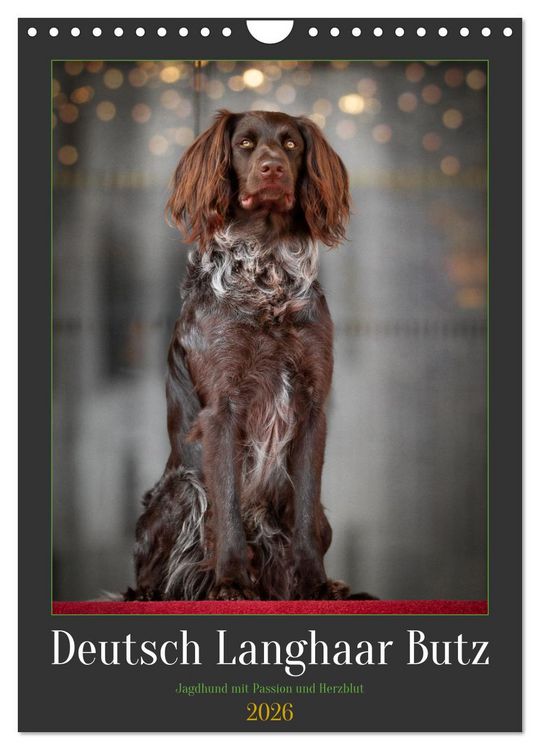 Produktbild: Deutsch Langhaar Butz - Jagdhund mit Passion und Herzblut (Wandkalender 2026 DIN A4 hoch), CALVENDO Monatskalender