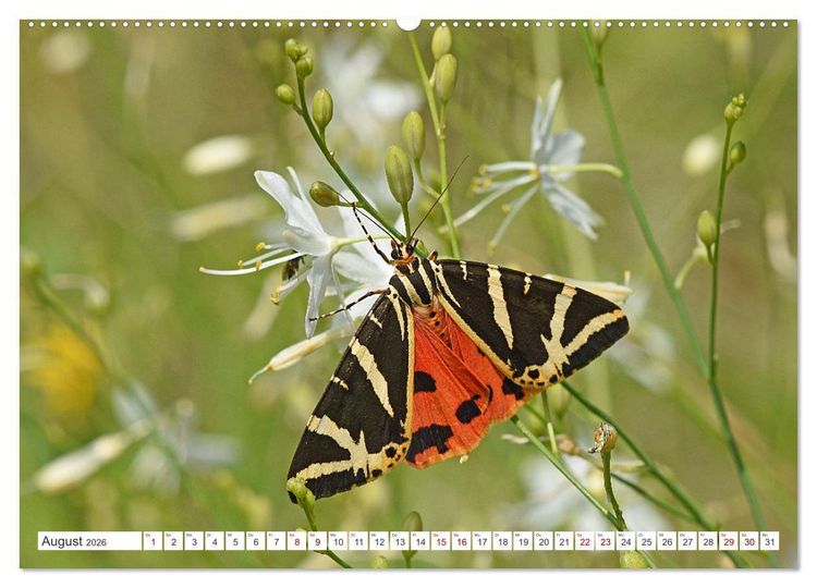 Produktbild: Nachtfalter - heimlich unterwegs, aber unheimlich sch&ouml;n (hochwertiger Premium Wandkalender 2026 DIN A2 quer), Kunstdruck in Hochglanz