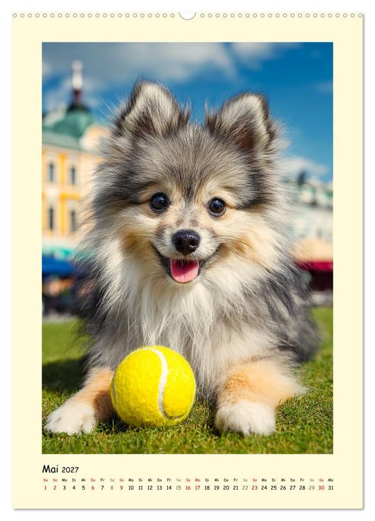 Produktbild: Der Pomeranian. Putziger Zwergspitz zum Verlieben (Wandkalender 2027 DIN A2 hoch), CALVENDO Monatskalender