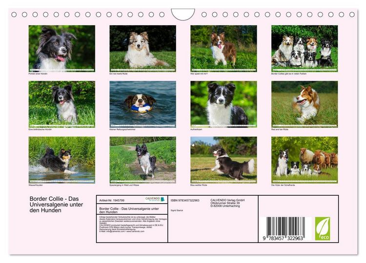 Produktbild: Border Collie - Das Universalgenie unter den Hunden (Wandkalender 2026 DIN A4 quer), CALVENDO Monatskalender