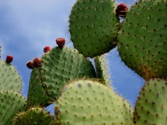Produktbild: CALVENDO Puzzle Opuntia Leucotricha, Mexico | 1000 Teile Lege-Gr&ouml;&szlig;e 64x48cm Foto-Puzzle f&uuml;r gl&uuml;ckliche Stunden