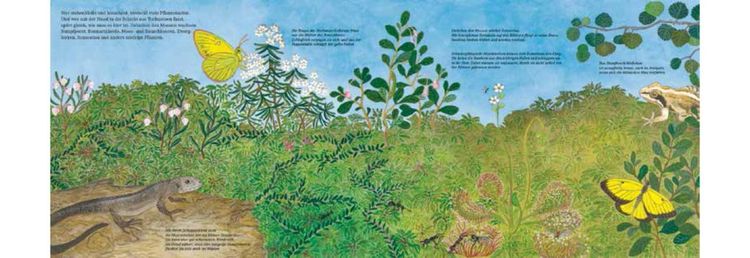 Produktbild: Im Moor – Kiebitz, Frosch und Sonnentau
