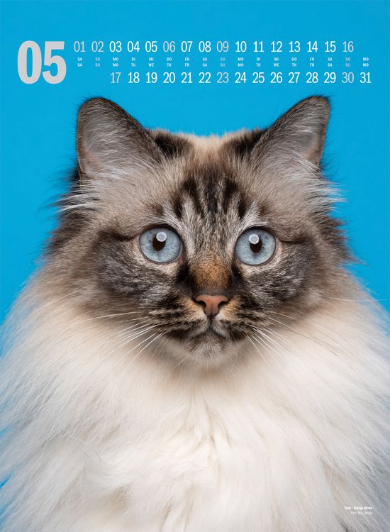 Produktbild: Catography Katzen-Kalender 2027