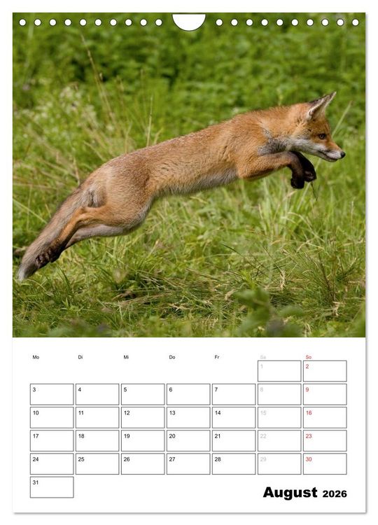 Produktbild: Rotfuchs - Impressionen (Wandkalender 2026 DIN A4 hoch), CALVENDO Monatskalender
