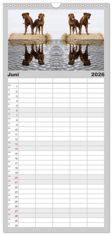 Produktbild: Familienplaner 2026 - Rhodesian Ridgeback - Moments mit 5 Spalten (Wandkalender, 21 x 45 cm) CALVENDO