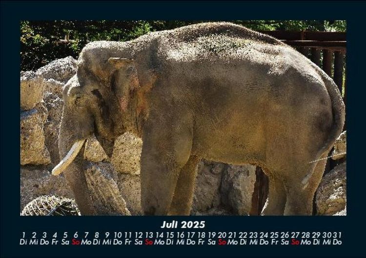 Produktbild: Elefanten 2025 Fotokalender DIN A5