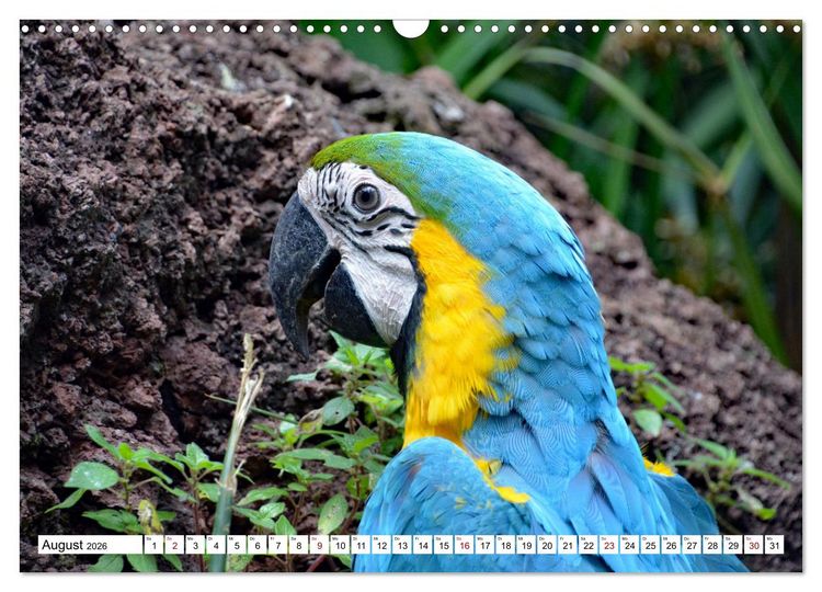 Produktbild: Aras - die fliegenden Edelsteine Mittel- und S&uuml;damerikas (Wandkalender 2026 DIN A3 quer), CALVENDO Monatskalender