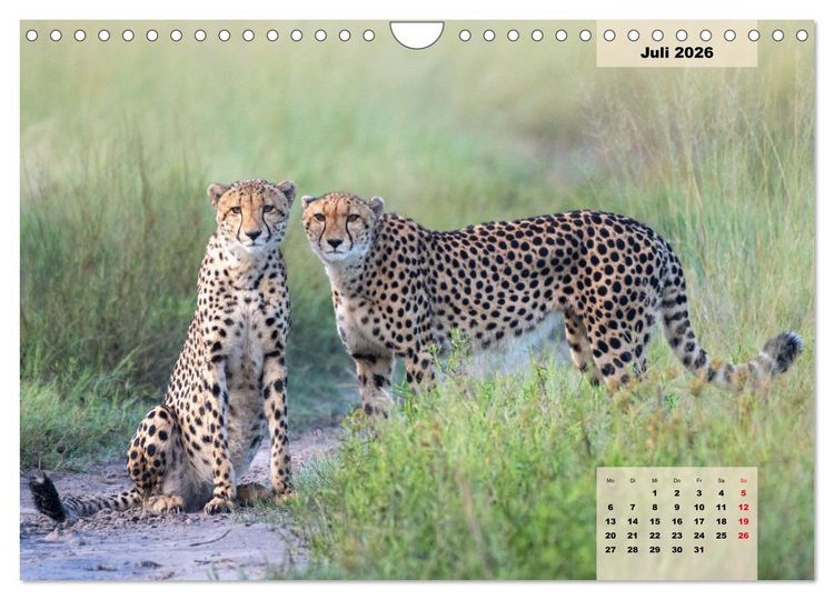 Produktbild: Raubkatzen - L&ouml;we, Gepard, Leopard (Wandkalender 2026 DIN A4 quer), CALVENDO Monatskalender